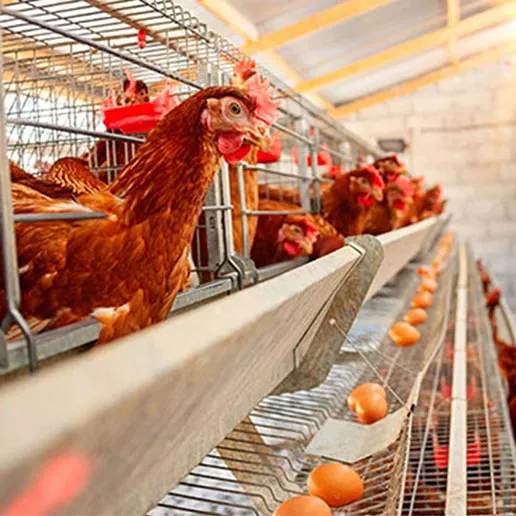 what roles do industrial boilers play in the breeding industry