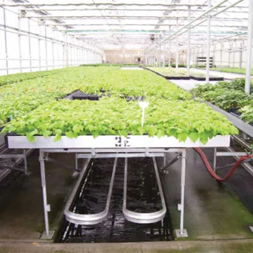 what type of boiler is best suited for greenhouse cultivation?
