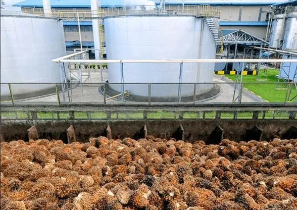 Guide to Selecting Biomass Boilers for Palm Oil Mills (2).webp