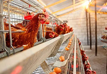 What Roles Do Industrial Boilers Play In The Breeding industry?