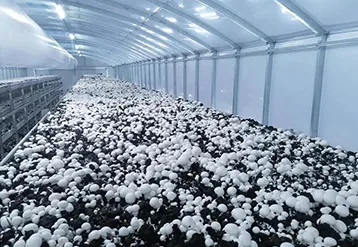 Mushroom Farm Boiler Selection Guide